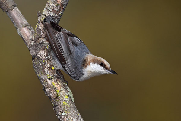 Brown-headed Nuthatch © Russ Chantler